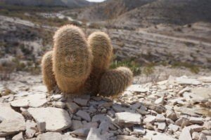 Cacti in Big Bend National Park