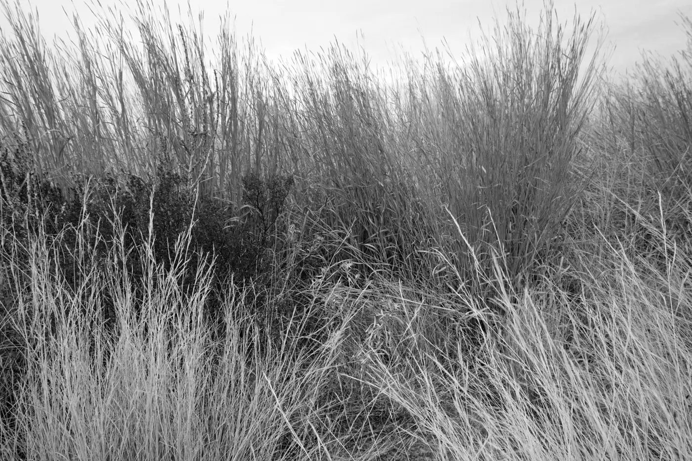 Desert grasses in Big Bend National Park